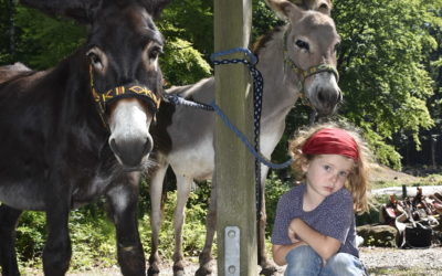 Reisebilder mit Packseseln