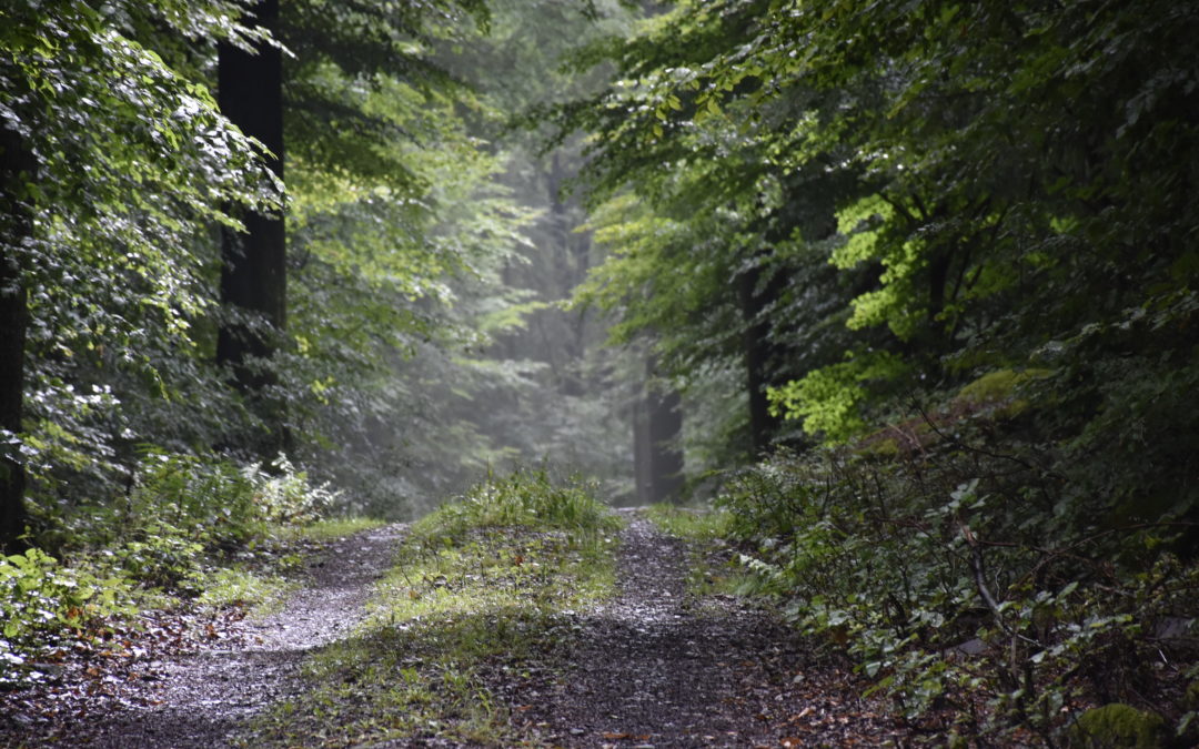 Der Weg, ist das schön!