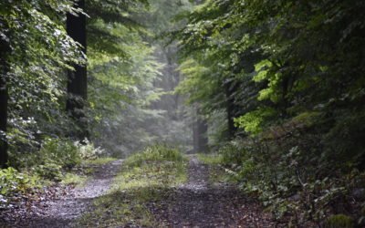 Der Weg, ist das schön!